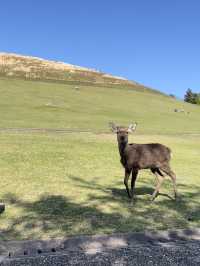 🦌⛰️✨ Quick Guide – Mount Wakakusa & Ikuta Shrine