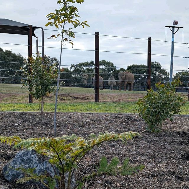 Werribee Open Range Zoo – Melbourne
