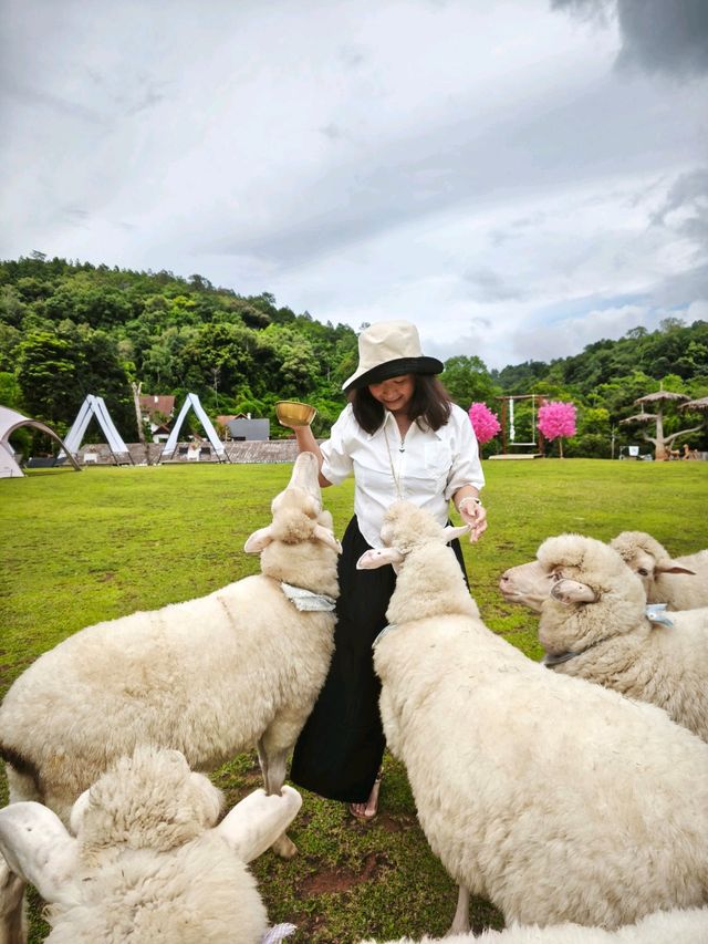 เที่ยวเชียงใหม่คนเดียว 
