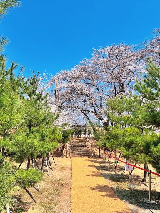대중교통으로 갈 수 있는 인천의 벚꽃 명소