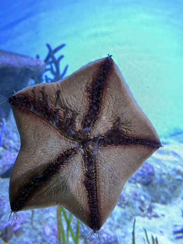 🐠 S.E.A. Aquarium – เปิดโลกใต้ทะเลกลางสิงคโปร์