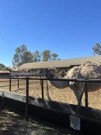 4 Days in Uluru