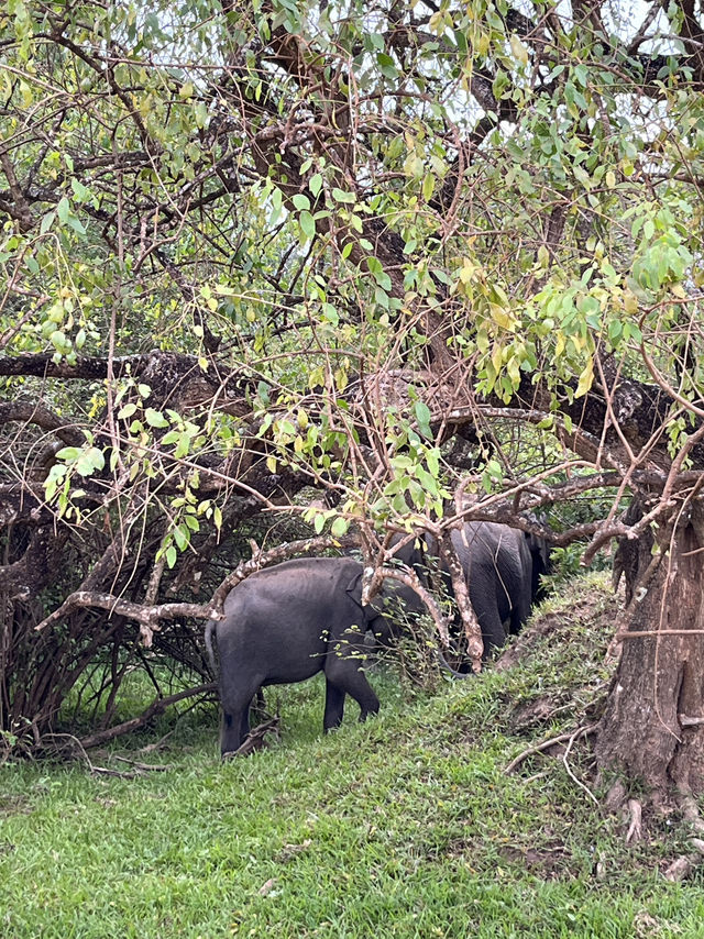 🐘 Wild Encounters at Yala Safari, Sri Lanka 🐾