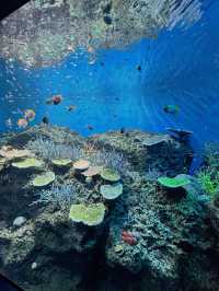 【茨城】期間限定✼SUMMER AQUAWORLD2025
