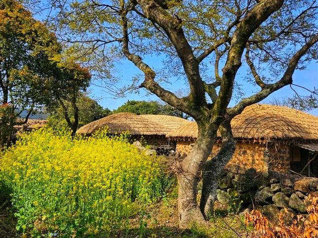 Step Back in Time – Seongeup Folk Village, Jeju 