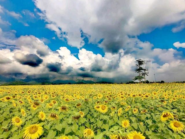 華富里府向日葵田