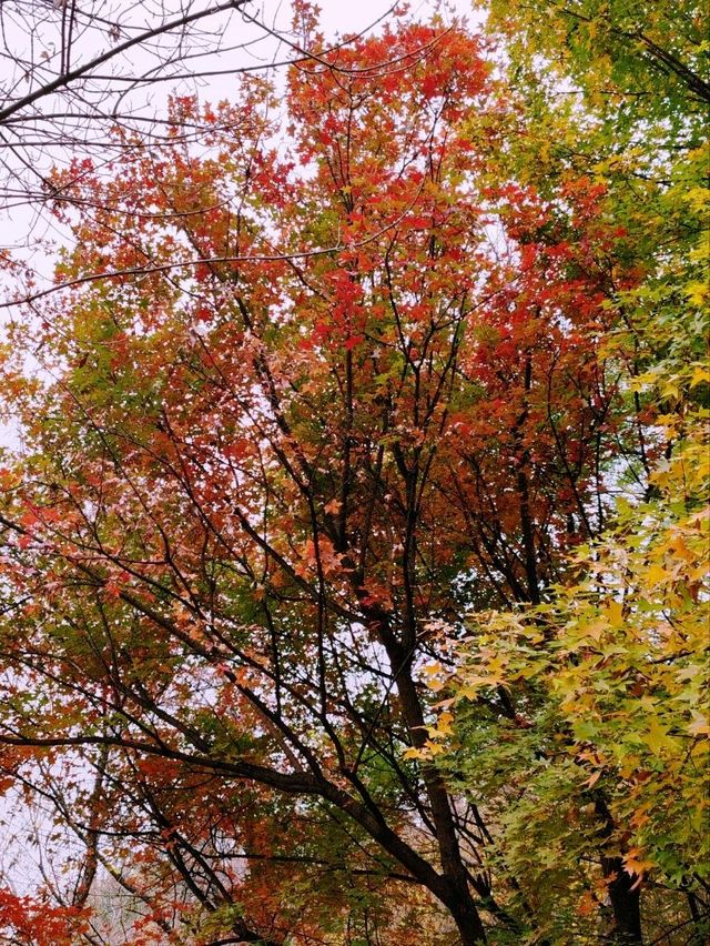 Autumn Splendor in Olympic Forest Park