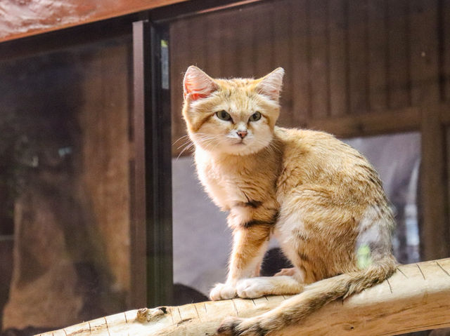 【栃木県】 那須の雄大な自然に暮らす動物たちの王国『那須どうぶつ王国』