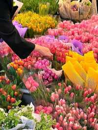 Blossom Wonderland of Dounan