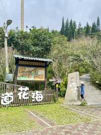 一條藏在山林間的詩行| 梅峰古道