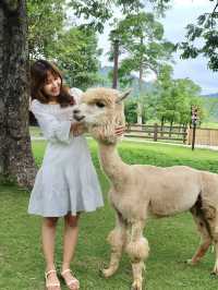 ฮีลใจกับสัตว์แสนน่ารักที่ Alpaca Hill 🦉🌿