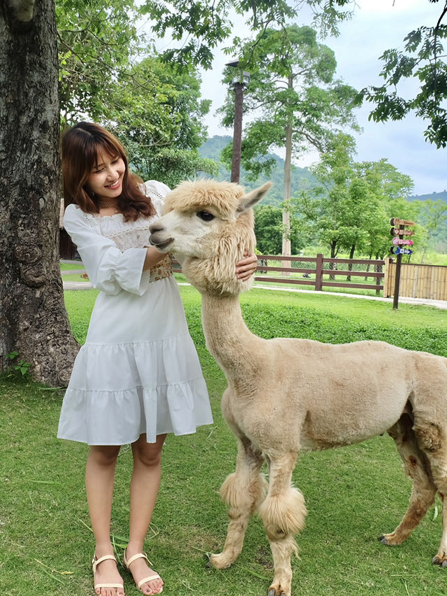 ฮีลใจกับสัตว์แสนน่ารักที่ Alpaca Hill 🦉🌿