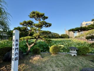Akita: Lotus in Senshu Park