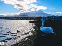 Swan Lake ที่ Lake Yamanakako