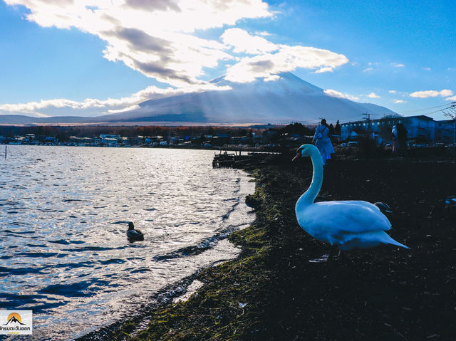 Swan Lake ที่ Lake Yamanakako