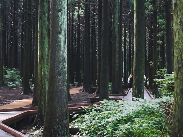 [제주도] 제주 사려니숲길 🌿🌲