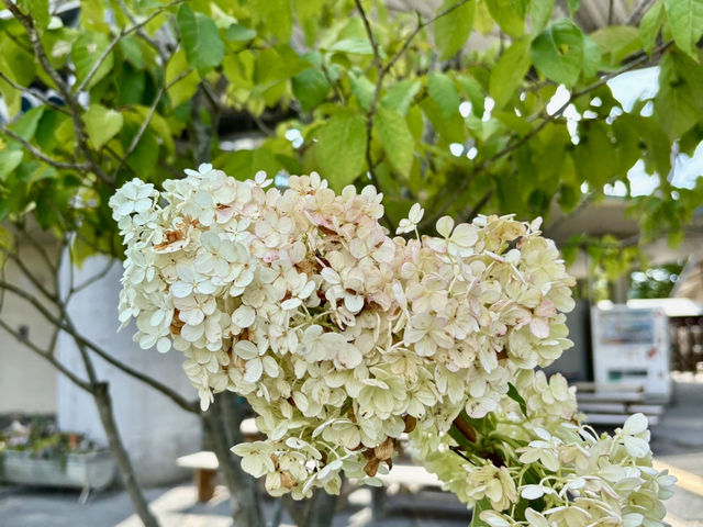鳥取花迴廊・グレイスガーデン的繡球花之美