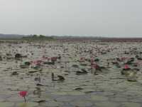 🌸 Travel Blog: Red Lotus Sea (Talay Bua Daeng), Udon Thani 🌸