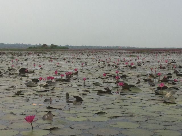 🌸 Travel Blog: Red Lotus Sea (Talay Bua Daeng), Udon Thani 🌸