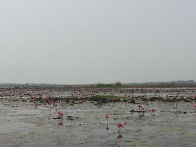 🌸 Travel Blog: Red Lotus Sea (Talay Bua Daeng), Udon Thani 🌸