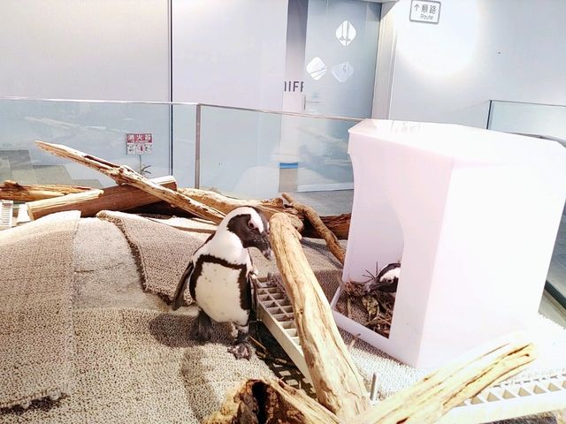 【大阪】子どもも大人も楽しい!NIFREL(ニフレル)あなたも愉快な生きものだ!展 【大阪】子どもも大人も楽しい!NIFREL(ニフレル)あなたも愉快な生きものだ!展