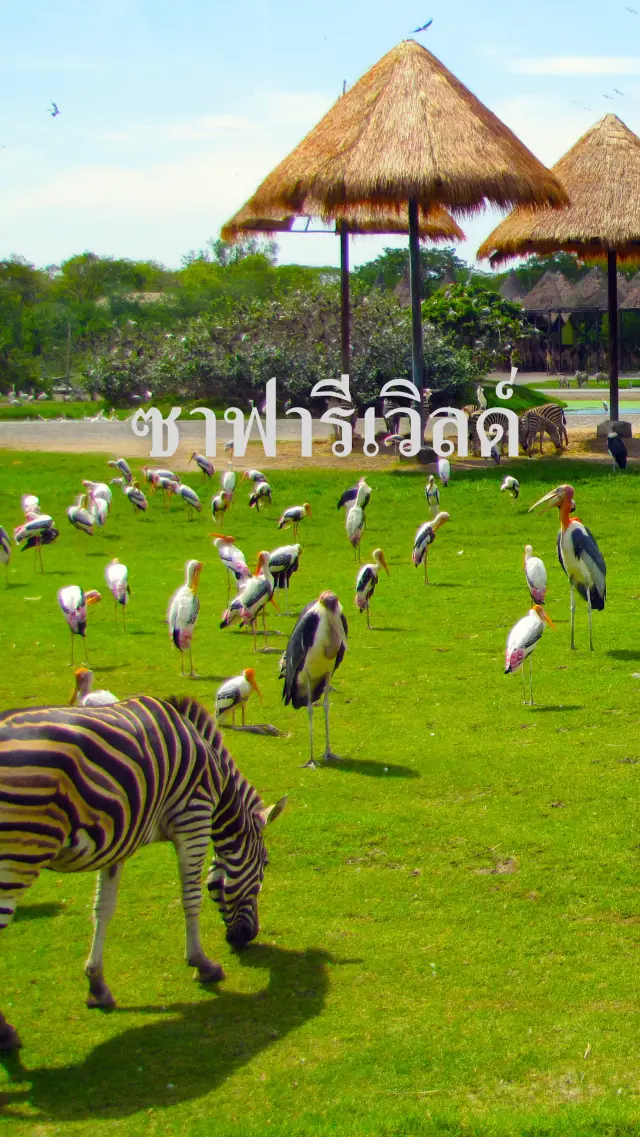 ซาฟารีเวิลด์ มากกว่าสวนสัตว์ เปิดประสบการณ์สุดว้าว