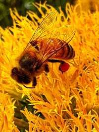 Botanic Bliss🌿 Denver Botanic Gardens – A Living Tapestry of Nature🌱