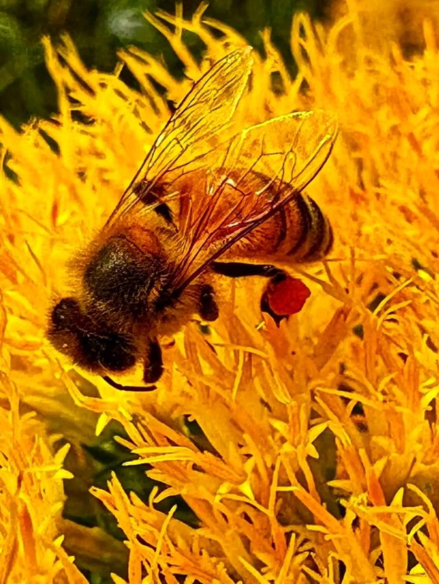 Botanic Bliss🌿 Denver Botanic Gardens – A Living Tapestry of Nature🌱 Botanic Bliss🌿 Denver Botanic Gardens – A Living Tapestry of Nature🌱