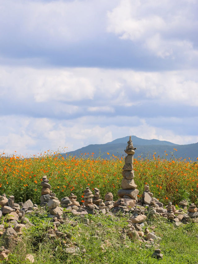 지금 경주엔 알록달록 가을꽃들이 가득 피었어요💐