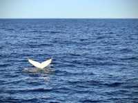 鯨魚出沒海面震撼時刻🐋  