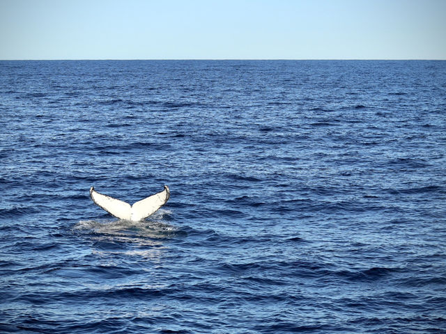 鯨魚出沒海面震撼時刻🐋  