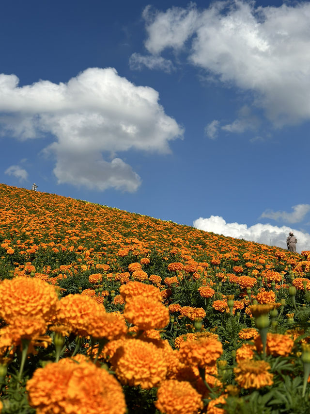 様々な絶景お花畑が見られる東京ドイツ村