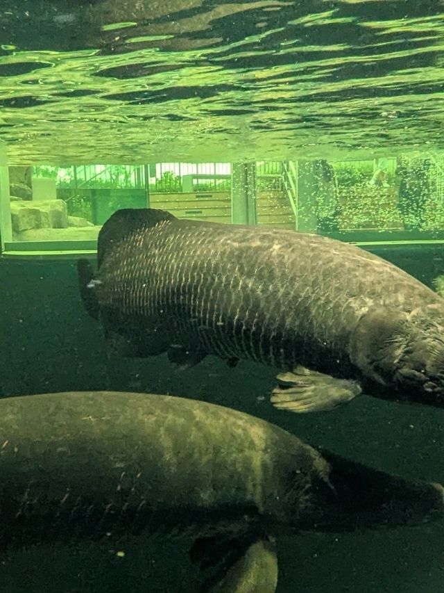 【神戸の水族館】水族館の年パス買うならココでしょ！