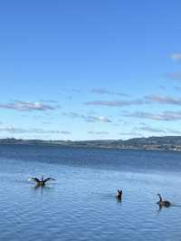 🇳🇿🦢 Rotorua's Swan Lake: Where Emerald Waters Meet Sapphire Skies! 🌊
