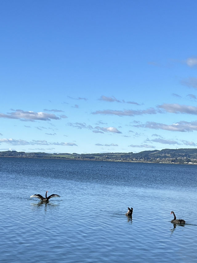 🇳🇿🦢 Rotorua's Swan Lake: Where Emerald Waters Meet Sapphire Skies! 🌊