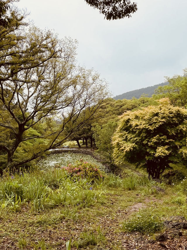 A Breath of Fresh Air in Jeju City