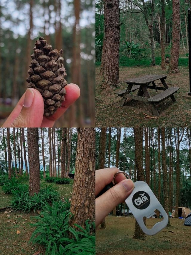 ⛺️ ลานกางเต็นท์ ดงสน | ดอยอินทนนท์
