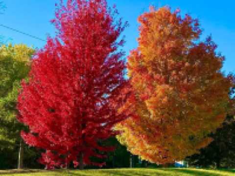 萬聖節的南瓜快到了！