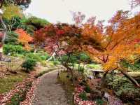 ชมใบไม้เปลี่ยนสีที่ Kyu Furukawa Gardens