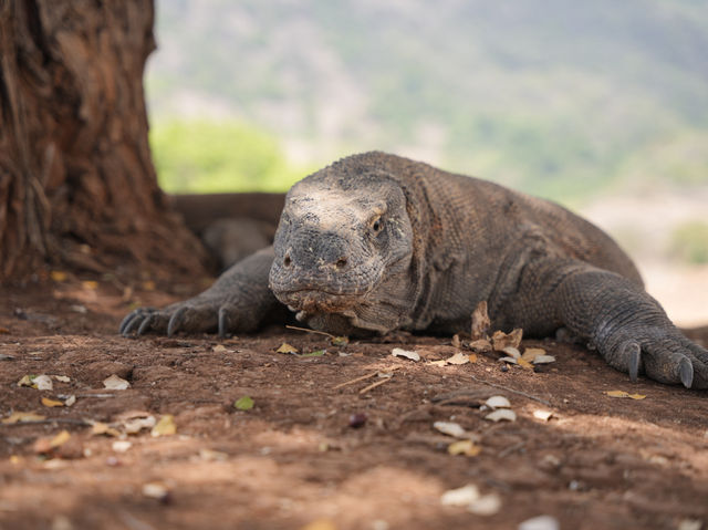 Bali 8 Days Travel Guide 