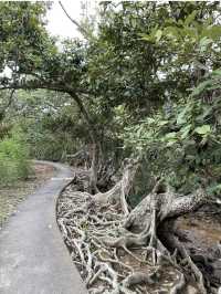 📸打卡香港秘境！荔枝窩客家村奇樹+海景一日遊