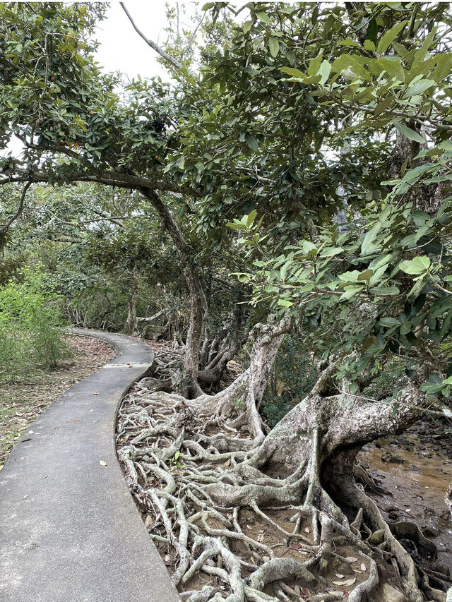 📸打卡香港秘境！荔枝窩客家村奇樹+海景一日遊