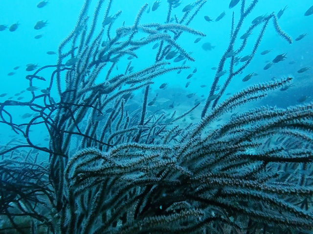 ดำน้ำลึกระยองกับ The Toy Dive Center ดำน้ำลึกระยองกับ The Toy Dive Center