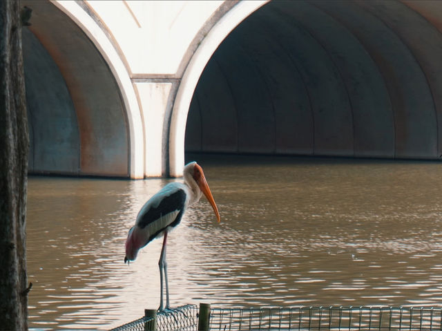 A Birdwatcher’s Haven: Wildlife Wonders at Swan Lake A Birdwatcher’s Haven: Wildlife Wonders at Swan Lake