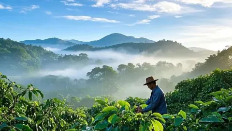 雲南小粒咖啡深度遊｜從山野到杯盞，解鎖中國咖啡的千年風華與遠山風味 — traveler post in 景谷