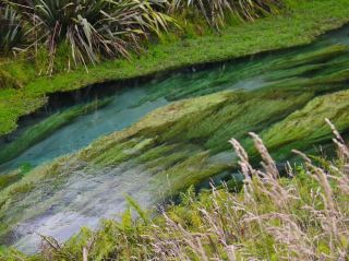 Blue Spring Nee Zealand 