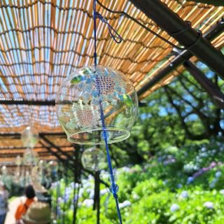 權現堂櫻堤的繡球花祭。