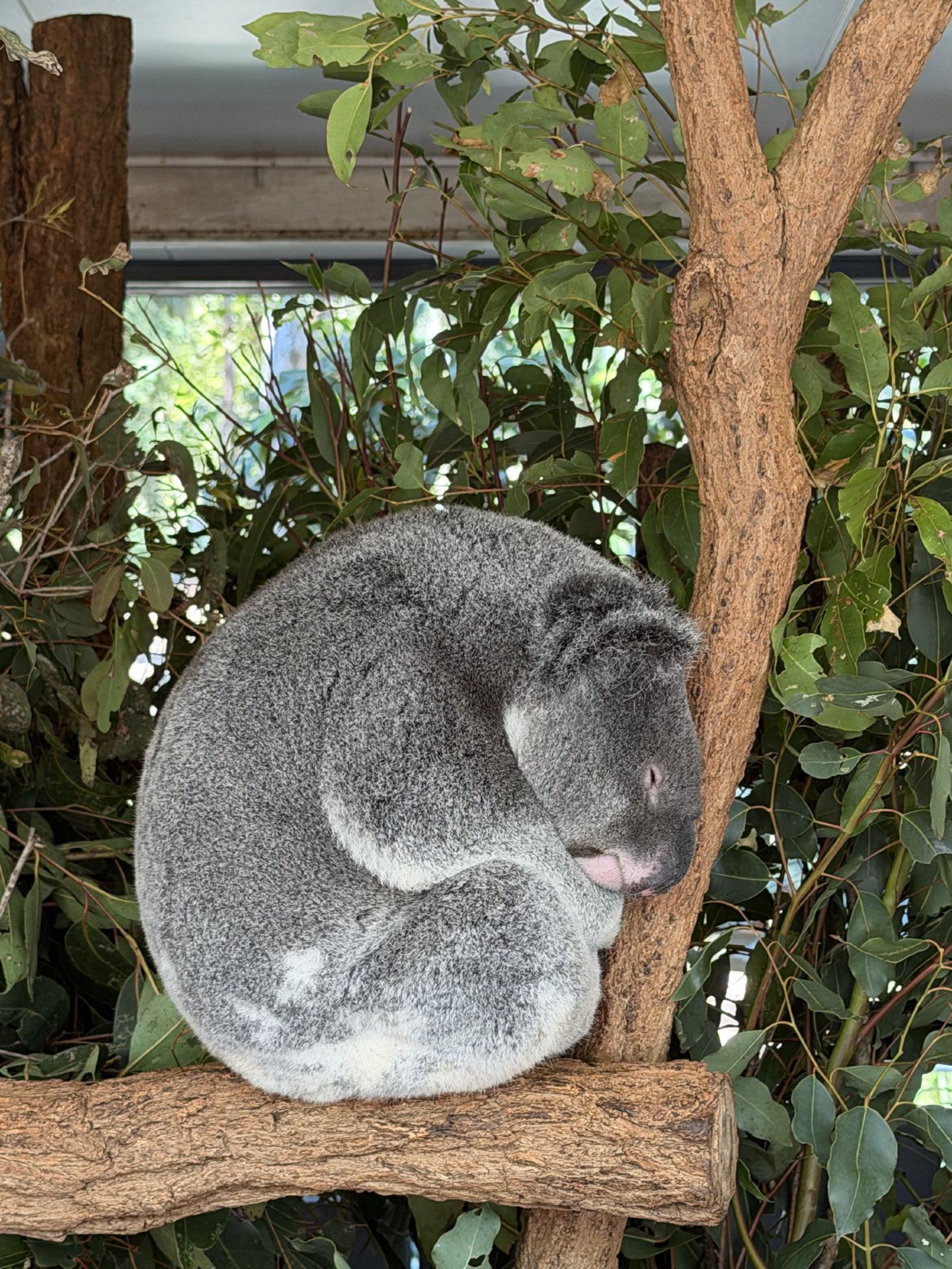 [Brisbane] Met a Baby Koala & Fed Kangaroos! The Must-Visit Sanctuary in Australia.
