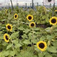 Sunflower Garden @ Changi Airport T2 transit