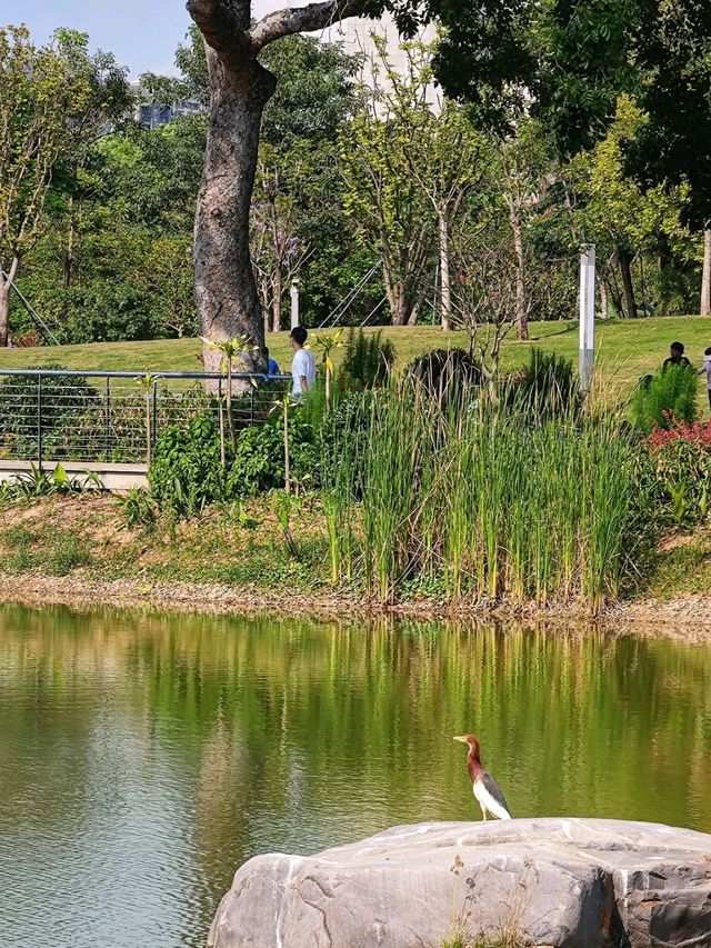 A park in the heart of Futian Shenzhen